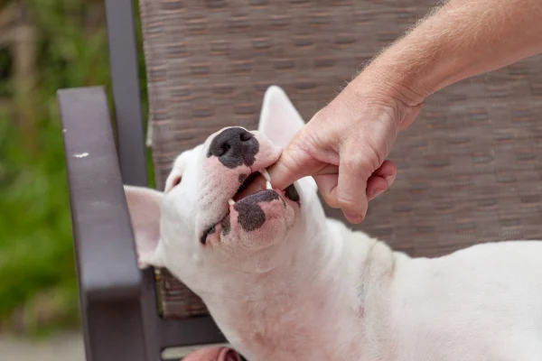 Dog Bite Personal Injury